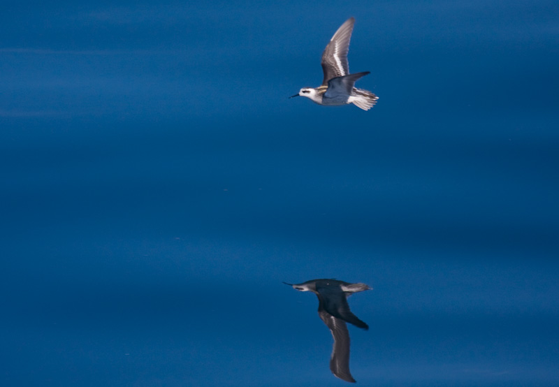 Red-Necked Phalarope In Flight Reflected On Ocean Surface